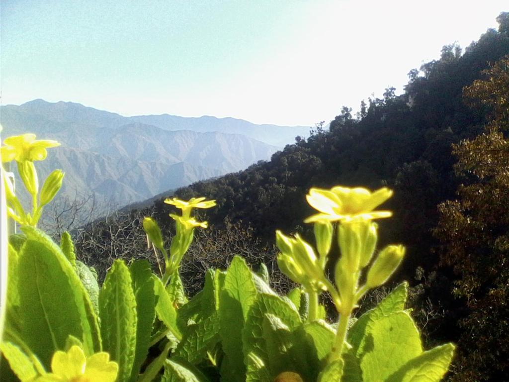 Ilbert Manor Otel Mussoorie Dış mekan fotoğraf
